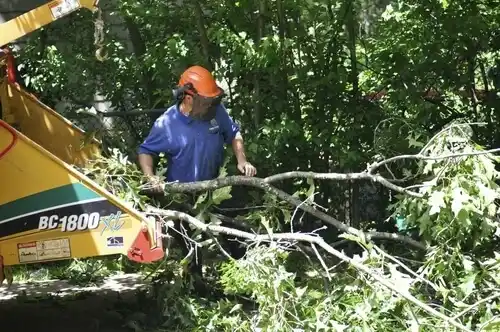 tree services Green Isle
